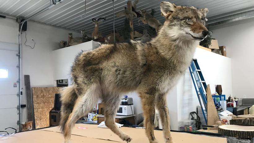 Brian Wolslegel 3 coyote decoy