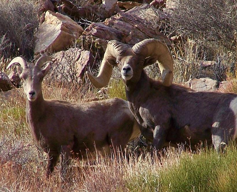 Nevada desert bighorns