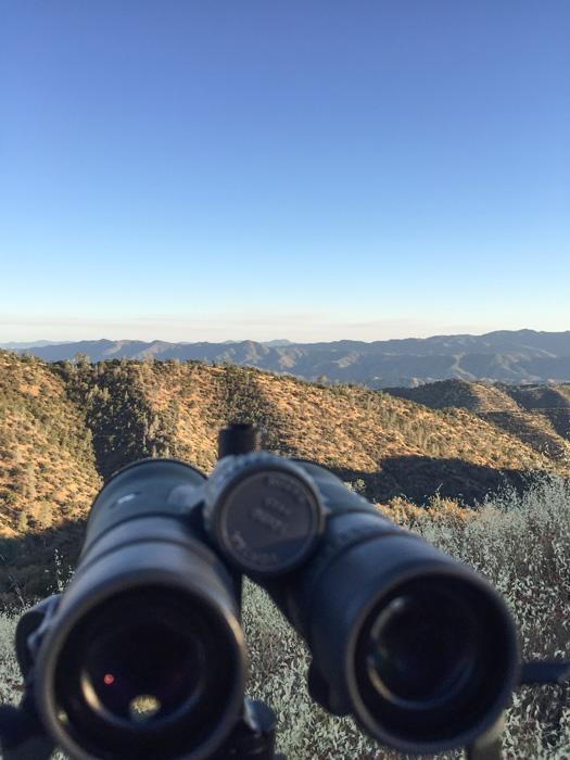 Glassing for california blacktail bucks