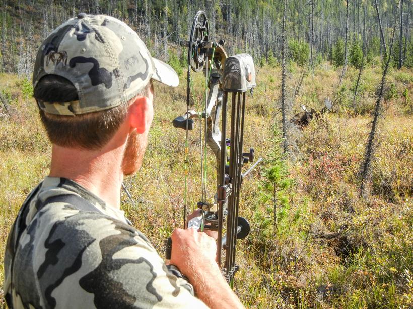Bc archery bull moose