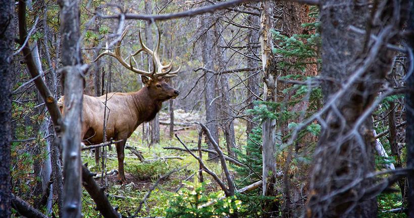 Bull elk near bed