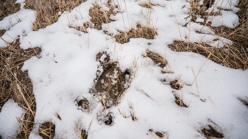 Blood on rock blood trailing 2