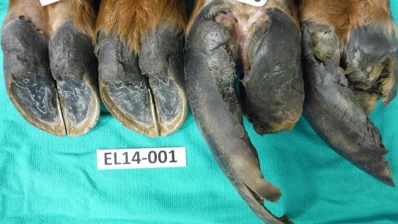 Elk hooves