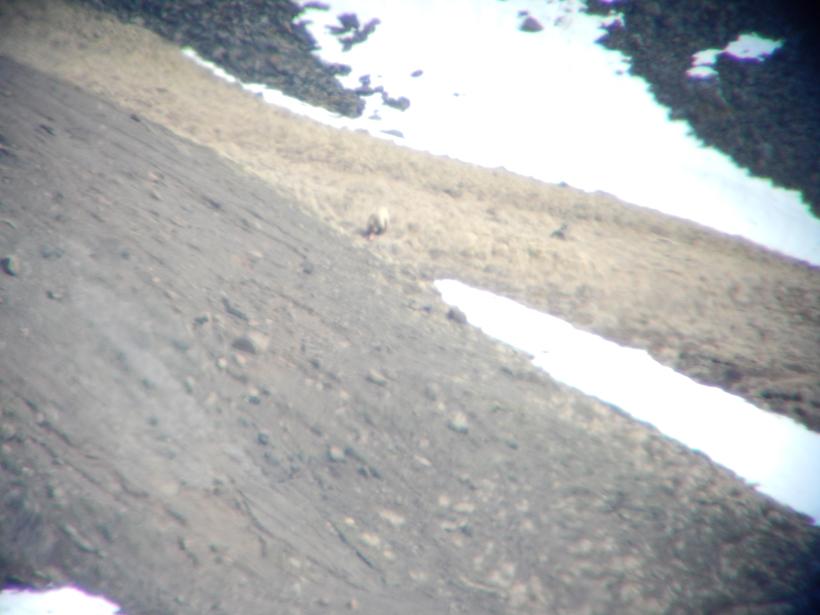 Bear through the Scope