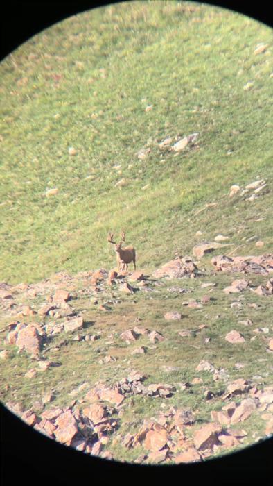 Narrow velvet mule deer buck scouting