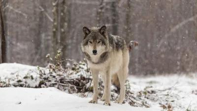 Houses votes to delist gray wolves in lower 48