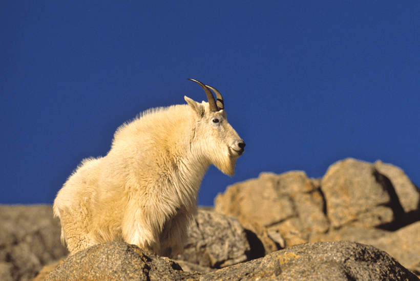 Large mountain goat