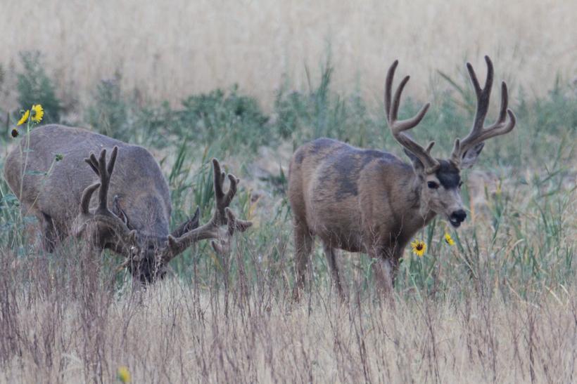 Tactics for scouting mule deer in their summer range - 4