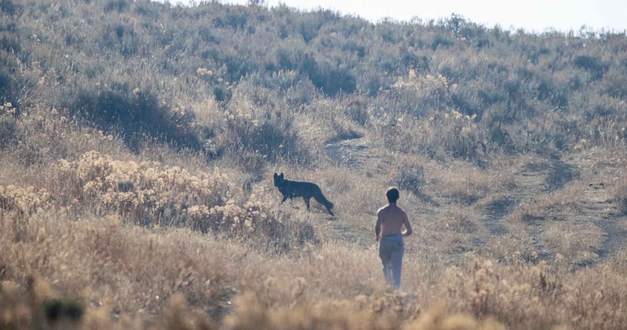 Shirtless man harasses wildlife in yellowstone 1