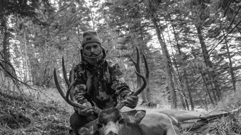 Timber mule deer buck