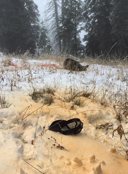 Scene after charged by grizzly bear in Montana