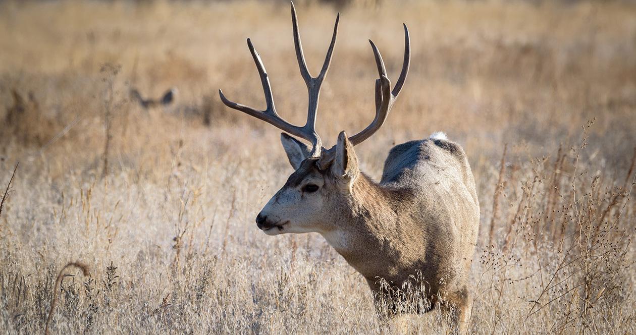 CWD steadily spreading in Wyoming