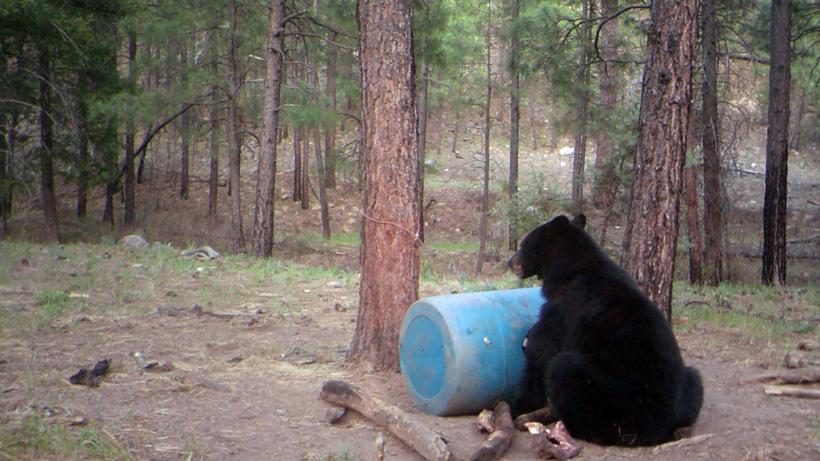 Black bear on a bait pile in arizona apache reservation