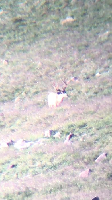 Kicker velvet mule deer from long distance