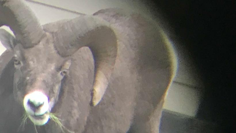 Bighorn sheep hunt 1