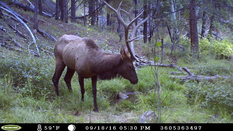 Three of a kind - An Arizona elk hunt - 6