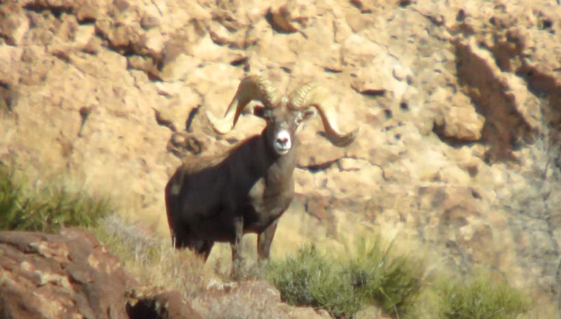 Bob oconnors nelsoni desert bighorn sheep_0