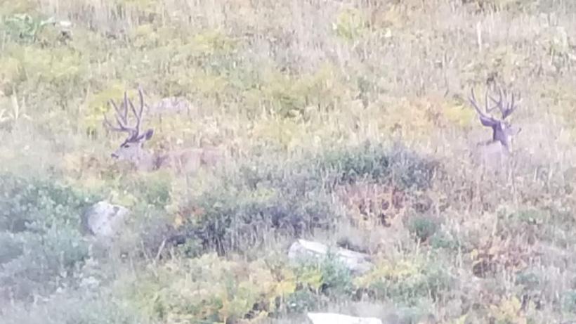 Jake horton mule deer