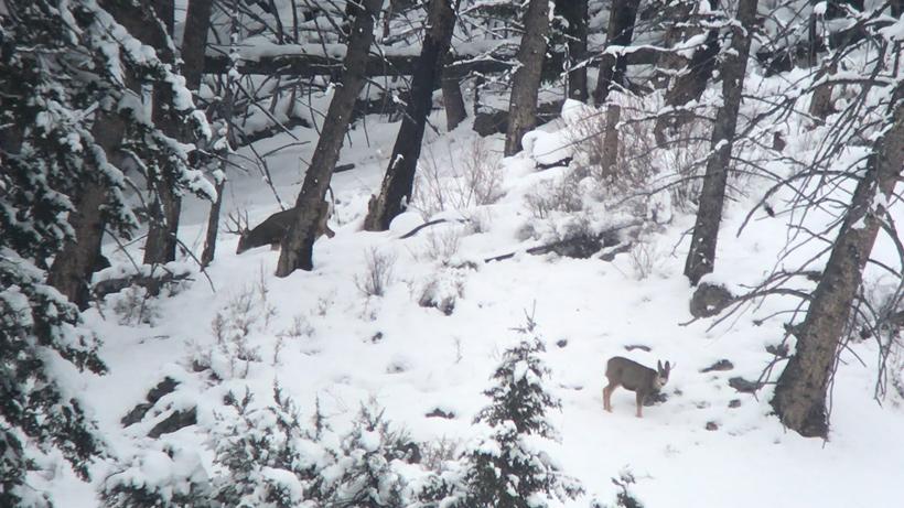 Cold temps and fresh snow was the perfect recipe for an Idaho mule deer hunt - 3