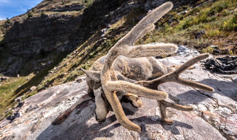 Velvet mule deer buck from nevada_0