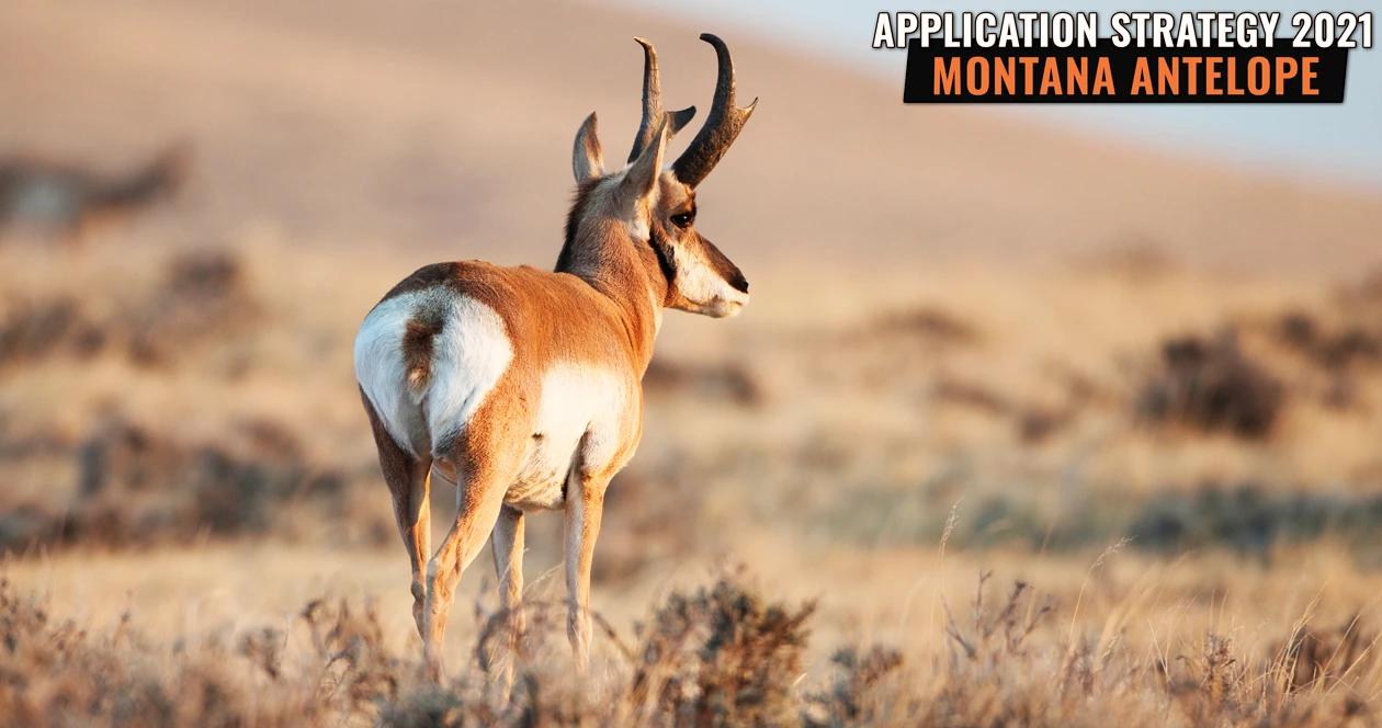 APPLICATION STRATEGY 2021: Montana Antelope