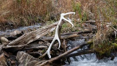 Shed antler crimes on the rise in Wyoming