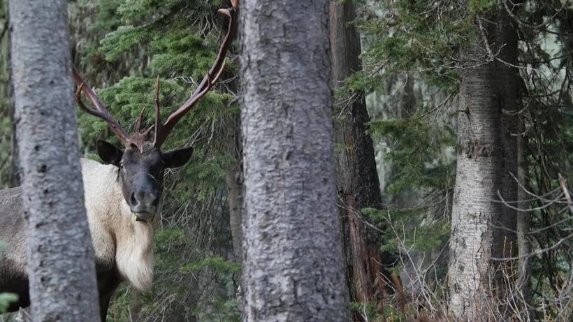 Close up of large Selkirk mountain caribou bull