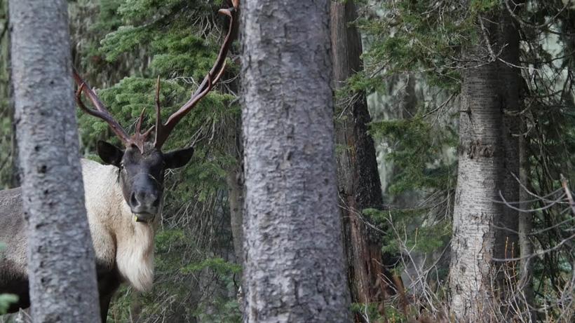 The downfall of the rare south Selkirk Mountain caribou - 0