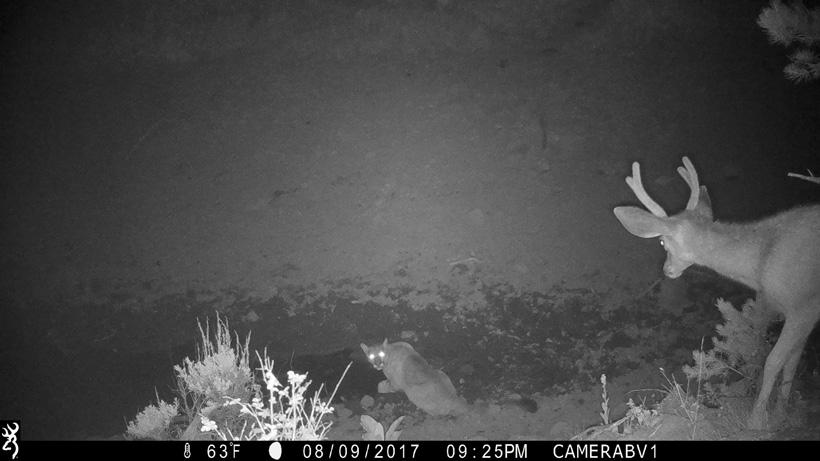 Browning trail camera with mule deer and mountain lion