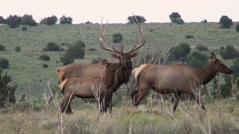 Judging the inside spread of a bull elk