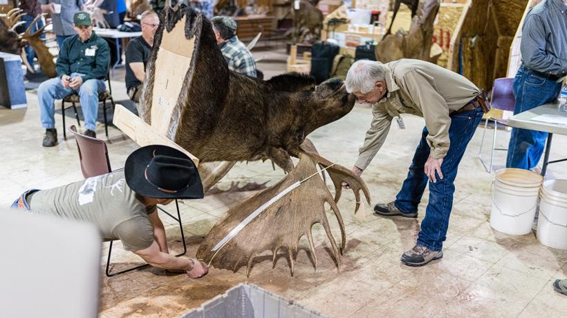 Panel scoring bull moose