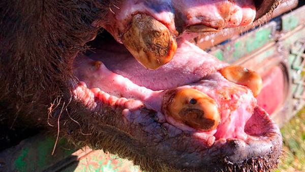 Old grizzly bear yellowstone teeth