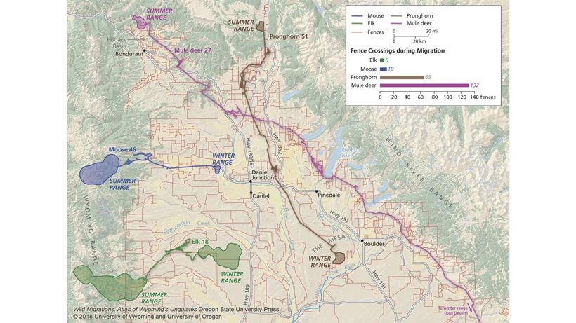 Wyoming big game fence crossings during migration