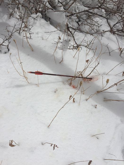 Arrow after going through mule deer