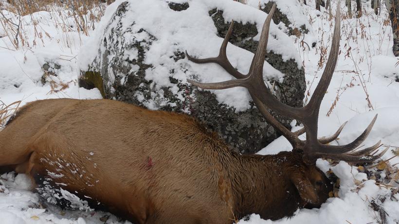 Close up of colorado bull elk
