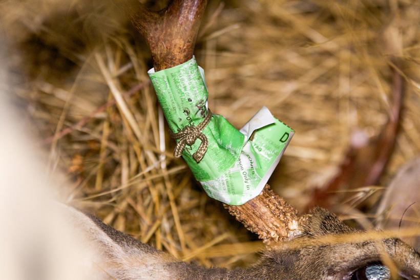 Harvest tag on a California blacktail deer