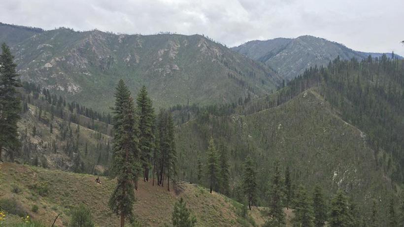 Bear hunting scenery in idaho