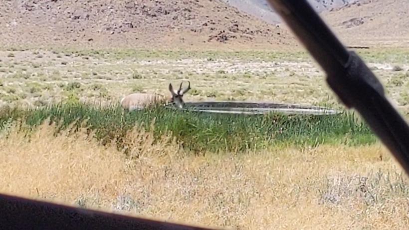 View of an antelope buck from ground blind