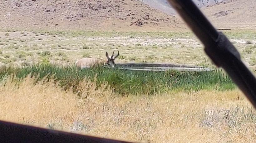 Trail Kreitzer’s 2019 Nevada early season archery antelope hunting gear list - 4d