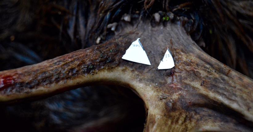 Tagged punched on an archery idaho elk