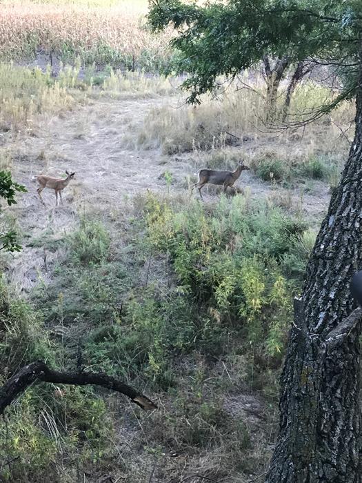 Kansas %20whitetail hunt_15