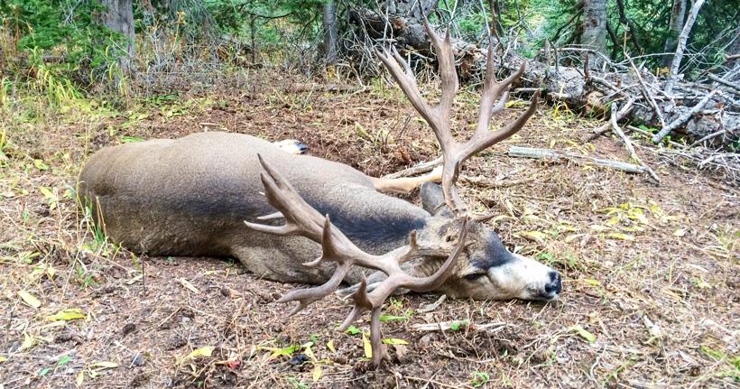 The 300" Colorado mule deer - one year later - 0d