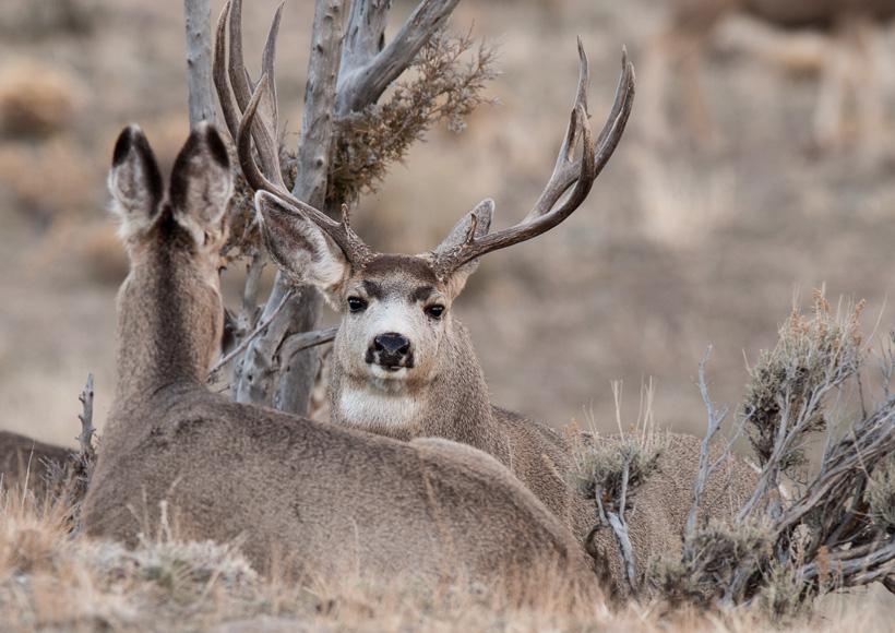 The mule deer rut and the science behind what really triggers optimal rut dates - 4