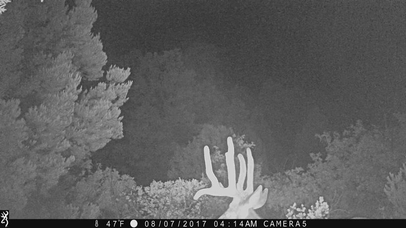 Trail camera placement tips - 8