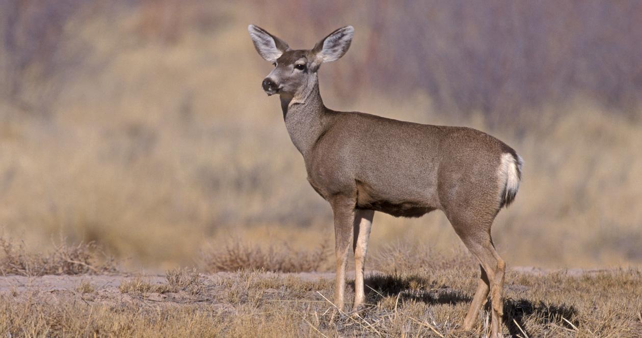 Montana severely cuts mule deer doe licenses this season