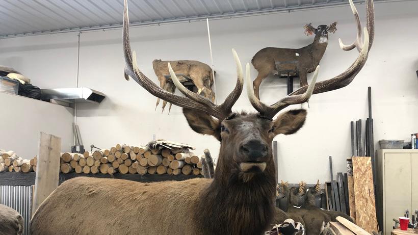 Brian Wolslegel 2 elk decoy