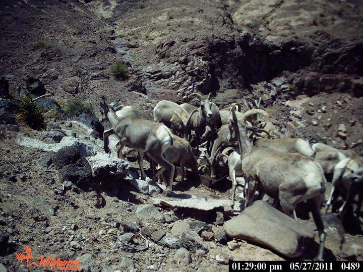 The bighorn sheep struggle across the West - 3