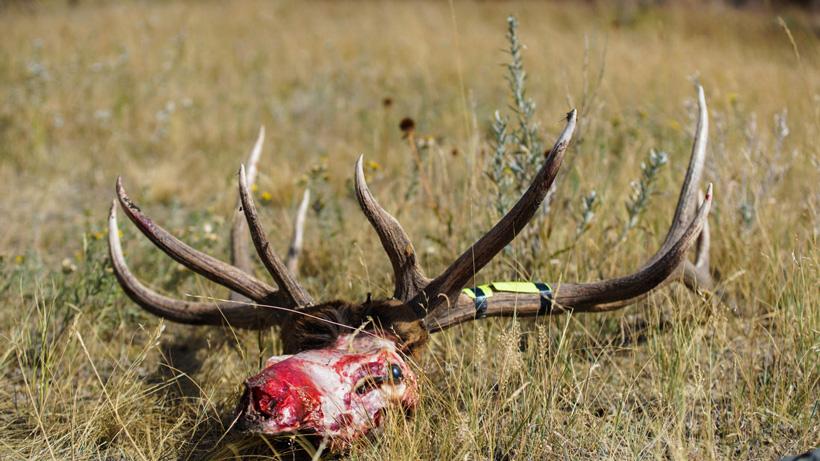 Mistakes made in the ellk woods skull