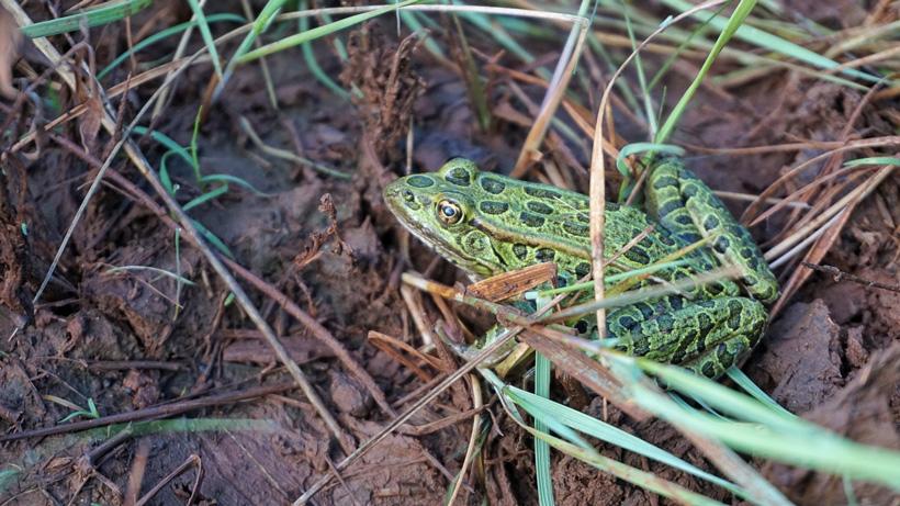 Leopard frog