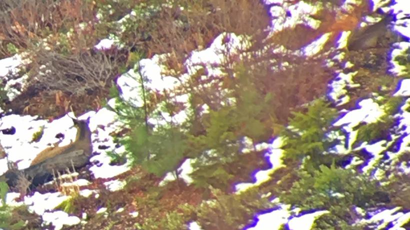 Mule deer buck bedded